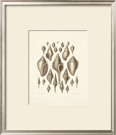 Shells by Captain Brown Pricing Limited Edition Print image