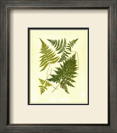 Fern With Crackle Mat I by Samuel Curtis Pricing Limited Edition Print image