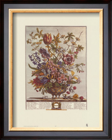 Twelve Months Of Flowers, 1730, February by Robert Furber Pricing Limited Edition Print image