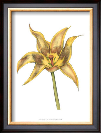 Tulip Beauty Vi by Jennifer Goldberger Pricing Limited Edition Print image