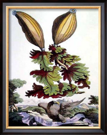 Exotic Botanical I by Abraham Munting Pricing Limited Edition Print image