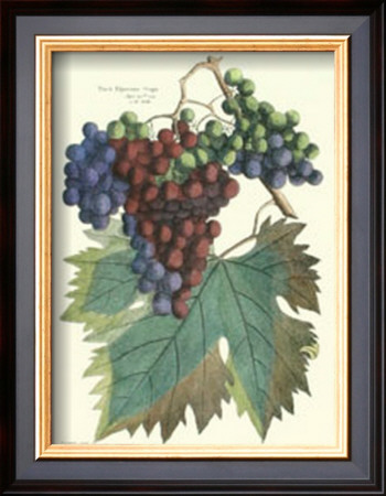 Detail Of Grapes I by T. Langley Pricing Limited Edition Print image