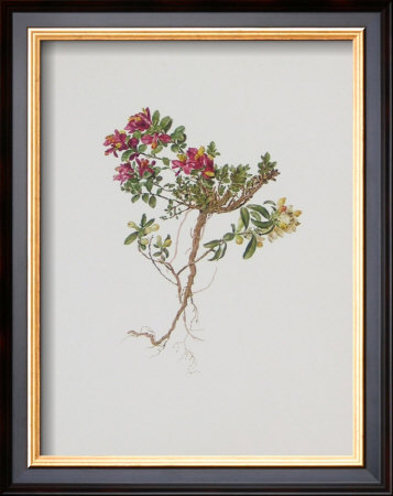 Small Boxwood by Moritz Michael Daffinger Pricing Limited Edition Print image