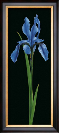 Iris by Andrea Fontana Pricing Limited Edition Print image