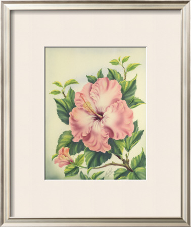 Pink Hibiscus by Ted Mundorff Pricing Limited Edition Print image
