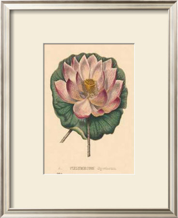 Nelumbium by C. Van Geel Pricing Limited Edition Print image