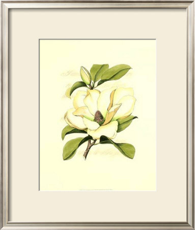 Magnolia Blossom by Silva Pricing Limited Edition Print image