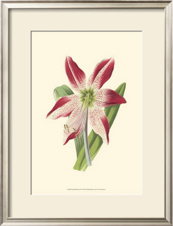 Amaryllis Blooms Iv by Van Houtteano Pricing Limited Edition Print image
