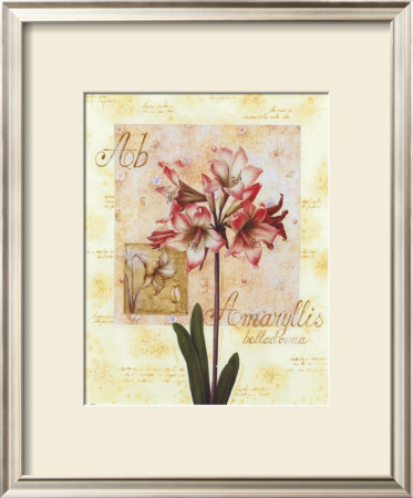 Amaryllis Ii by G.P. Mepas Pricing Limited Edition Print image