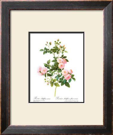 Rose, Multiflora Carne by Pierre-Joseph Redouté Pricing Limited Edition Print image