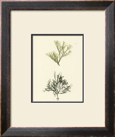 Seaweed Iv by Henry Bradbury Pricing Limited Edition Print image