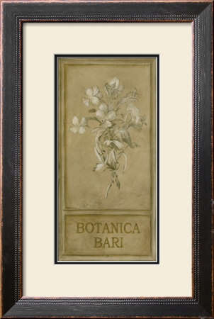 Botanica Bari by Stela Klein Pricing Limited Edition Print image