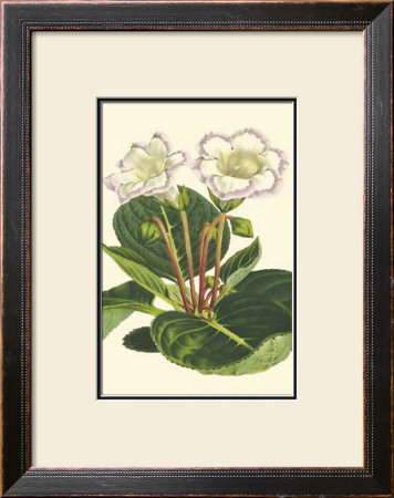Gloxinia Garden Iv by Van Houtt Pricing Limited Edition Print image