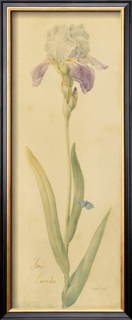 Botanical Iris Lurida by Danhui Nai Pricing Limited Edition Print image