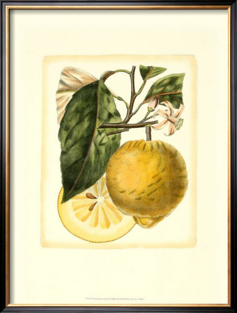 French Lemon Study I by A. Risso Pricing Limited Edition Print image