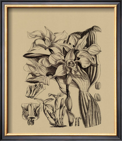 Black And White Curtis Orchid V by Samuel Curtis Pricing Limited Edition Print image
