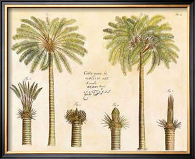 Exotic Plants And Palms by Van Rheede Pricing Limited Edition Print image