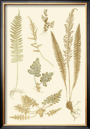 Fern Impressions Iii by Henry Bradbury Pricing Limited Edition Print image