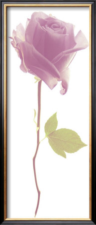 Blossomed Rose by Katja Marzahn Pricing Limited Edition Print image