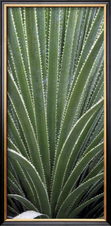 Cactus Celery by Rachel Perry Pricing Limited Edition Print image