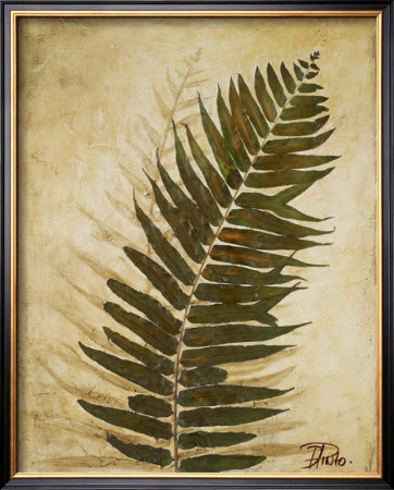 Ferns Ii by Patricia Quintero-Pinto Pricing Limited Edition Print image