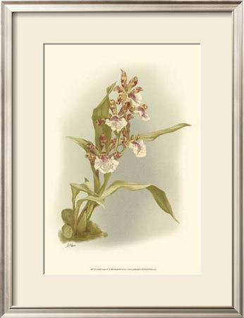 Orchid Garden Iv by H.G. Moon Pricing Limited Edition Print image