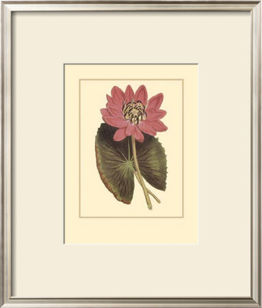 Water Lily Fantasmo by Rafael Landea Pricing Limited Edition Print image
