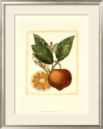 French Orange Study I by A. Risso Pricing Limited Edition Print image