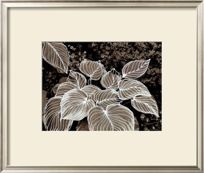 Sepia Hosta I by Francine Funke Pricing Limited Edition Print image