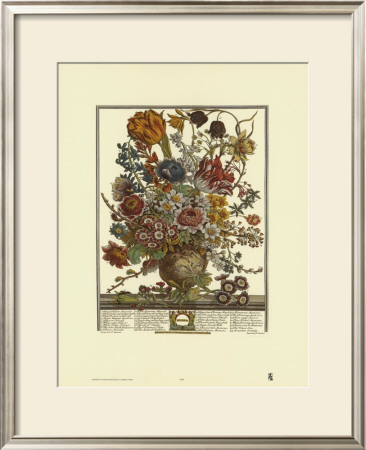 Twelve Months Of Flowers, 1730, March by Robert Furber Pricing Limited Edition Print image