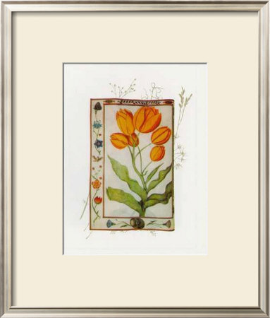 Botanics Of 17Th Century I by Flori Florilegium Pricing Limited Edition Print image