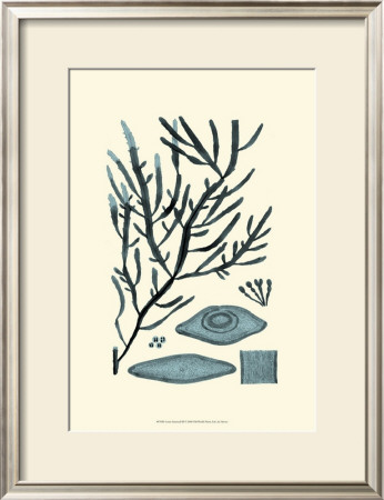 Azure Seaweed Iii by Harvey Pricing Limited Edition Print image