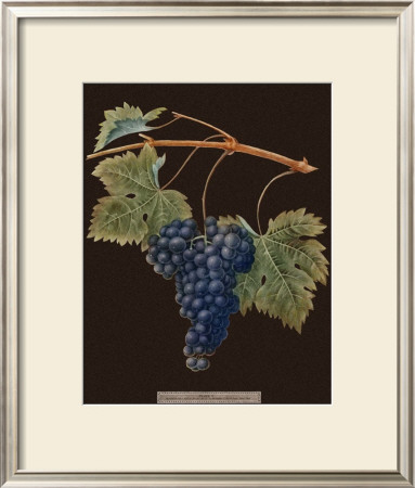 Brookshaw Purple Grapes by George Brookshaw Pricing Limited Edition Print image