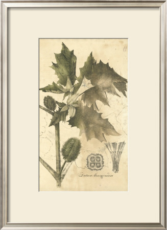 Botanica I by Ludwig Van Houtte Pricing Limited Edition Print image