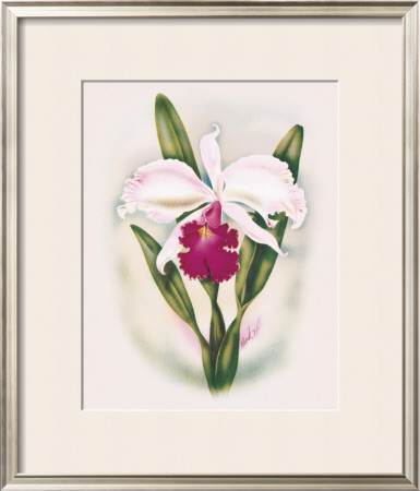 Cattleya Orchid by Ted Mundorff Pricing Limited Edition Print image