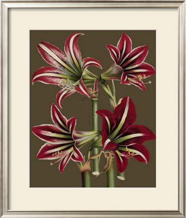 Lush Amaryllis I by Van Houtt Pricing Limited Edition Print image