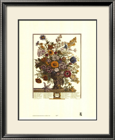 Twelve Months Of Flowers, 1730, November by Robert Furber Pricing Limited Edition Print image