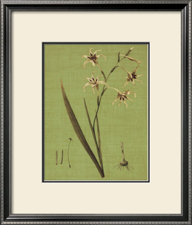 Botanica Verde Iv by John Seba Pricing Limited Edition Print image
