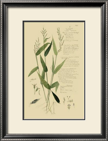 Ornamental Grasses Iv by A. Descubes Pricing Limited Edition Print image