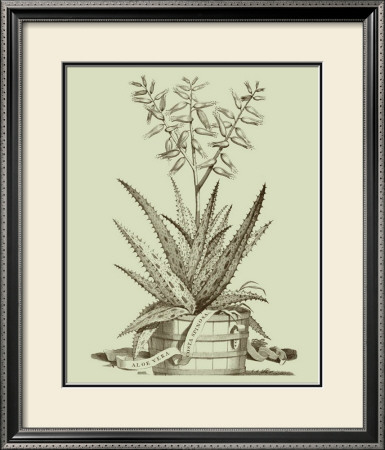 Vintage Aloe Iii by Abraham Munting Pricing Limited Edition Print image