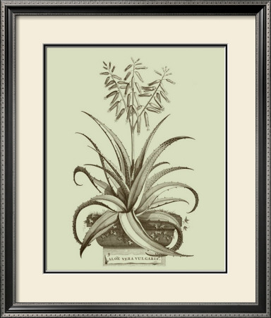 Vintage Aloe Ii by Abraham Munting Pricing Limited Edition Print image