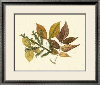 Elm, Spruce, Beech And Ash by Denton Pricing Limited Edition Print image