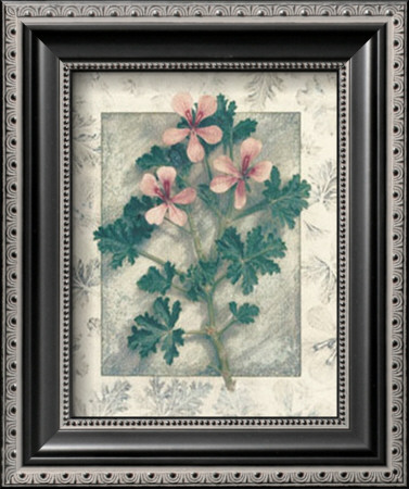 Pelargonium by Julie Nightingale Pricing Limited Edition Print image