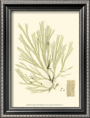 Marine Algae Ii by Samuel Curtis Pricing Limited Edition Print image