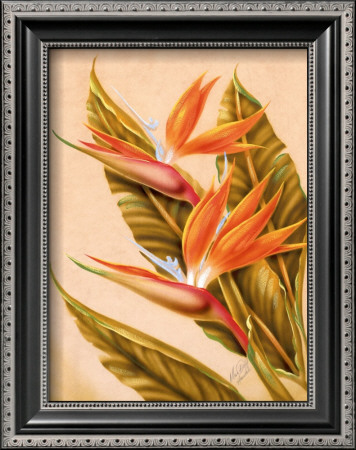 Bird Of Paradise by Ted Mundorff Pricing Limited Edition Print image