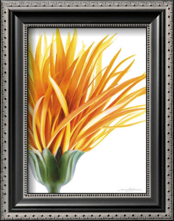 Orange Hair by Annemarie Peter-Jaumann Pricing Limited Edition Print image