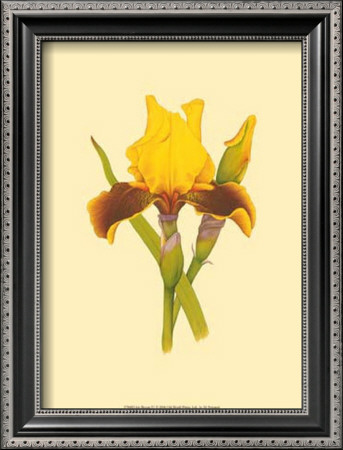 Iris Bloom Iv by M. Prajapati Pricing Limited Edition Print image