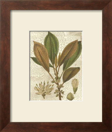 Fitch Leaves Iv by Walter H. Fitch Pricing Limited Edition Print image