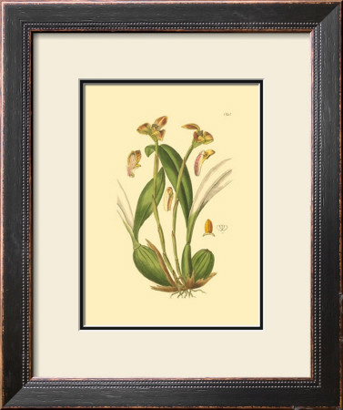 Orchids Iv by Ridgeway Pricing Limited Edition Print image