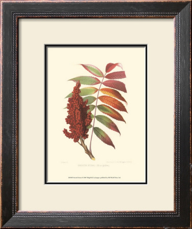 Smooth Sumac by Sprague Pricing Limited Edition Print image